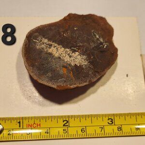 Old Indiana Fern Fossil